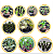 Kit 10 Orquídeas Cattleya Variadas – Cód 4052 - Imagem 2