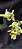 Clowsetum DF Dogmus - Adulta - Imagem 5