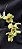 Clowsetum DF Dogmus - Adulta - Imagem 1