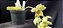 Clowsetum DF Dogmus - Adulta - Imagem 2