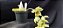 Clowsetum DF Dogmus - Adulta - Imagem 3