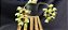 Clowsetum DF Dogmus - Adulta - 2 - Imagem 4