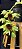 Clowsetum DF Dogmus - Adulta - 2 - Imagem 1