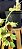 Clowsetum DF Dogmus - Adulta - 2 - Imagem 3