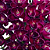 Catasetum Fredclarkeara Morm. Painted Desert - Vinho - Imagem 2