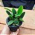 Cattleya Nobilior Alba Maranhão x self - Imagem 3