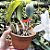 Cattleya Walkeriana Alba Montes Claros x Serrinha da Canastra - Cod 2853652 - Imagem 4