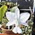Cattleya Walkeriana Alba Montes Claros x Serrinha da Canastra - Cod 2853652 - Imagem 1