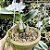 Cattleya Walkeriana Coerulea Sensacion x Blue Diamont-4 - Imagem 4