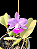 Cattleya Walkeriana Lilacina Rosinha   - Adultas - Imagem 1