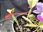 Cattleya Walkeriana Lilacina Rosinha   - Adultas - Imagem 2