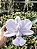 Cattleya Walkeriana Coerulea Sensacion x Blue Diamont-2 - Imagem 1