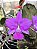 Cattleya Walkeriana Feiticeira espetacular - Adulto - Imagem 2
