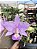 Cattleya Nobilior Suave Clarice- Adulto - Imagem 1