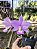 Cattleya Nobilior Suave Clarice- Adulto - Imagem 2