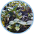 Kit de 4 Cattleya Nobilior - ADULTAS - Imagem 2