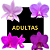 Kit de 4 Cattleya Nobilior - ADULTAS - Imagem 1