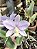 Cattleya Nobilior Coerulea Rose - Adulto - Imagem 5