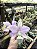 Cattleya Nobilior Coerulea Rose - Adulto - Imagem 3