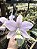 Cattleya Nobilior Coerulea Rose - Adulto - Imagem 2