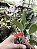 Cattleya Nobilior Coerulea Rose - Adulto - Imagem 4