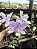 Cattleya Nobilior Coerulea Magnus - Adulto - Imagem 2
