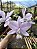 Cattleya Nobilior Coerulea Magnus - Adulto - Imagem 3
