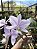 Cattleya Nobilior Coerulea Magnus - Adulto - Imagem 4