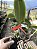 Cattleya Nobilior Coerulea Magnus - Adulto - Imagem 5