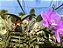 Cattleya Nobilior Estela - Corte Matriz - Imagem 3