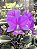 Cattleya Nobilior Lamur - Corte Matriz - Imagem 1