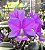 Cattleya Nobilior Lamur - Corte Matriz - Imagem 2