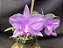 Cattleya Nobilior Labeloide Miragem - Adulto - Imagem 2