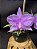 Cattleya Nobilior Labeloide Miragem - Adulto - Imagem 1