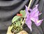 Cattleya Nobilior Labeloide Miragem - Adulto - Imagem 4