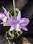 Cattleya Nobilior Labeloide Aurora - Adulto - Imagem 1