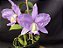 Cattleya Nobilior Labeloide Aurora - Adulto - Imagem 4