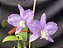 Cattleya Nobilior Labeloide Aurora - Adulto - Imagem 3