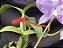 Cattleya Nobilior Labeloide Aurora - Adulto - Imagem 2