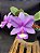 Cattleya Nobilior Jubileu ( DF 61 X Trem do Pantanal) - Adulto - Imagem 1