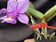 Cattleya Nobilior Jubileu ( DF 61 X Trem do Pantanal) - Adulto - Imagem 3