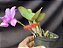 Cattleya Nobilior Jubileu ( DF 61 X Trem do Pantanal) - Adulto - Imagem 4