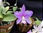 Kit de 4 cattleya Nobilior especial -  Cód 01-2025 - Adultas - Imagem 1