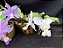 Kit de 4 cattleya Nobilior especial -  Cód 01-2025 - Adultas - Imagem 4