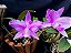 Kit de 4 cattleya Nobilior especial - Cód 02-2025 - Adultas - Imagem 2