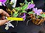 Kit de 4 cattleya Nobilior especial  - Cód 03-2025 - Adultas - Imagem 2