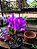 Cattleya Nobilior Flamea Divina - Adulta - Imagem 3