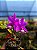 Cattleya Nobilior Flamea Divina - Adulta - Imagem 1