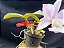 Cattleya Nobilior Suave Perola Carol - Adulta - Imagem 2