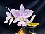 Cattleya Nobilior Suave Perola Carol - Adulta - Imagem 5